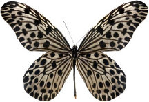 schmetterling031098.jpg