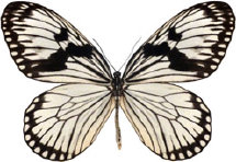 schmetterling031099.jpg