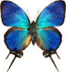 schmetterling0320100.jpg
