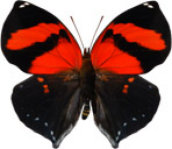 schmetterling0320101.jpg