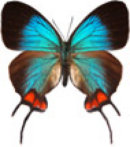schmetterling0320102.jpg