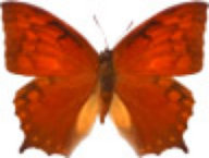 schmetterling0320103.jpg