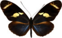 schmetterling0320104.jpg
