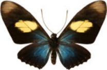 schmetterling0320105.jpg