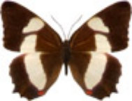 schmetterling0320106.jpg