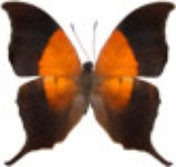 schmetterling0320108.jpg