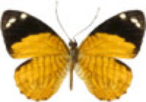 schmetterling0320109.jpg