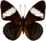schmetterling0320110.jpg