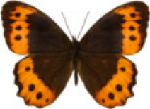 schmetterling0320111.jpg