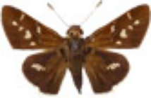 schmetterling0320112.jpg