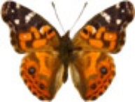schmetterling0320113.jpg
