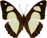 schmetterling0320115.jpg