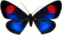 schmetterling0320116.jpg