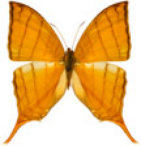 schmetterling0320117.jpg