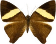schmetterling0320118.jpg