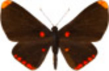 schmetterling0320119.jpg