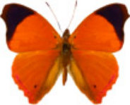 schmetterling0320120.jpg