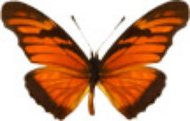 schmetterling0320121.jpg