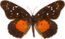 schmetterling0320122.jpg