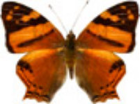 schmetterling0320123.jpg