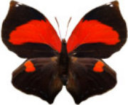 schmetterling0320124.jpg