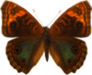 schmetterling0320125.jpg