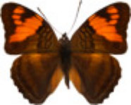 schmetterling0320126.jpg