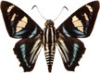 schmetterling0320127.jpg