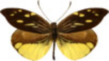 schmetterling0320128.jpg