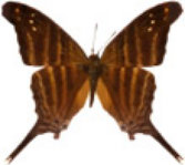 schmetterling0320129.jpg