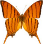 schmetterling0320130.jpg