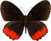 schmetterling0320131.jpg