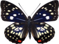 schmetterling032061.jpg