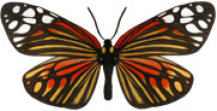 schmetterling032062.jpg