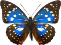 schmetterling032063.jpg