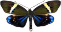 schmetterling032065.jpg