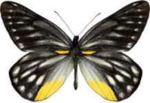 schmetterling032066.jpg
