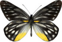 schmetterling032067.jpg