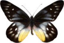 schmetterling032068.jpg