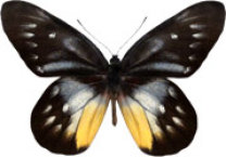 schmetterling032069.jpg