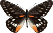 schmetterling032070.jpg