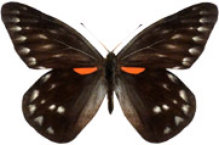schmetterling032071.jpg