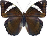 schmetterling032072.jpg