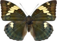 schmetterling032073.jpg