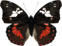 schmetterling032074.jpg
