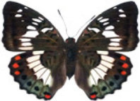 schmetterling032075.jpg