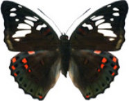 schmetterling032076.jpg