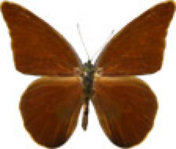 schmetterling032077.jpg