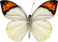 schmetterling032078.jpg