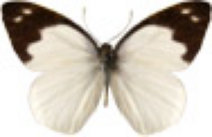 schmetterling032079.jpg
